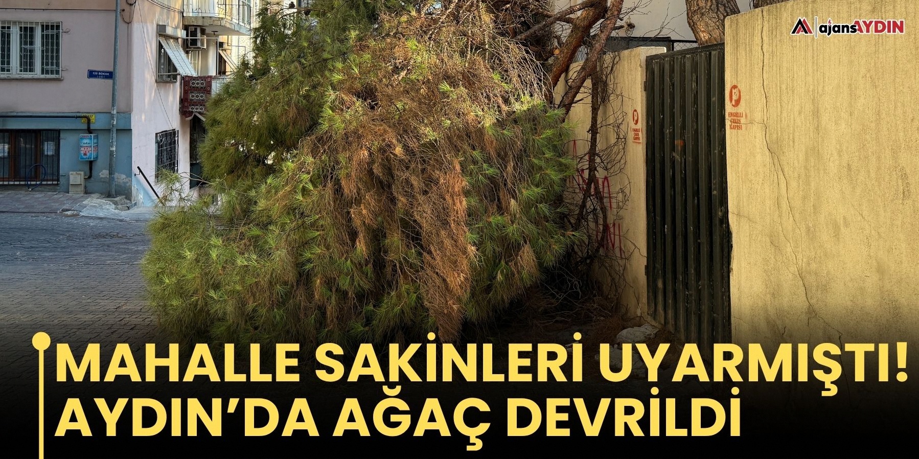 Efeler'de okul bahçesindeki dev ağaç yola devrildi