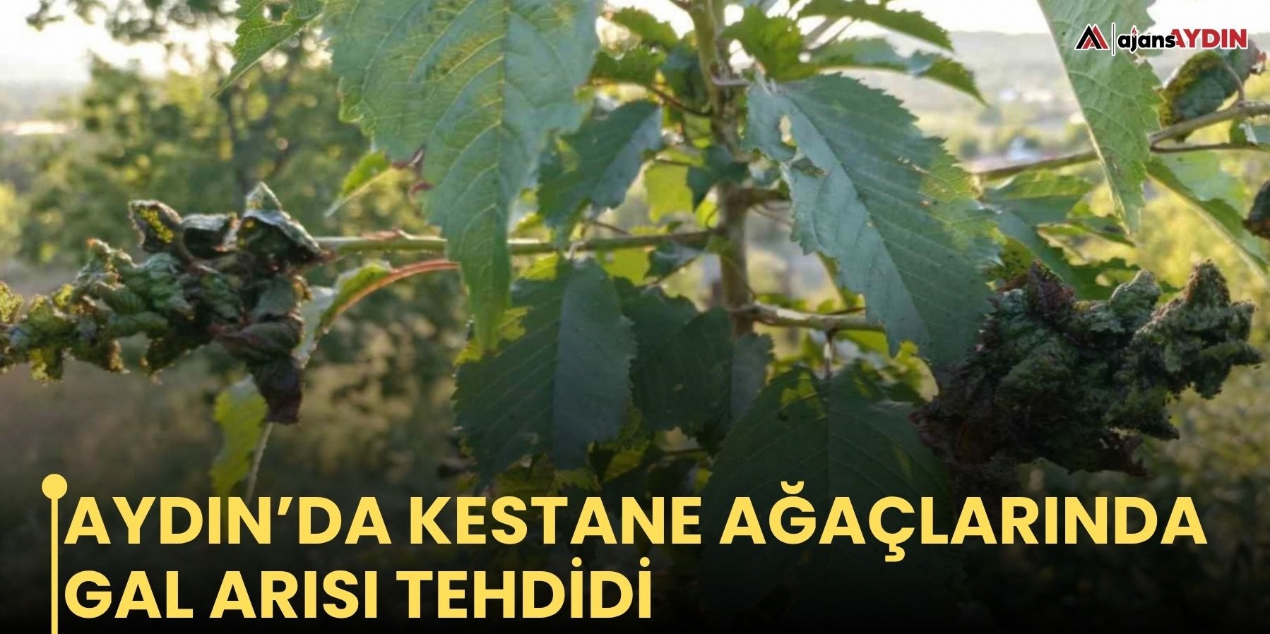 Aydın kestane bahçelerinde gal arısı zararlısı tehdidi